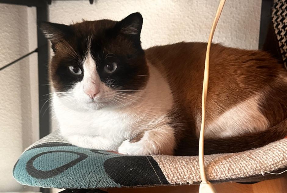 Alerte Découverte Chat Mâle Toulouse France