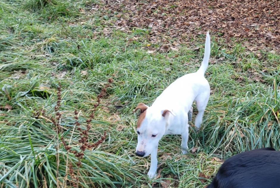 Alerte Découverte Chien croisement Mâle La Ravoire France