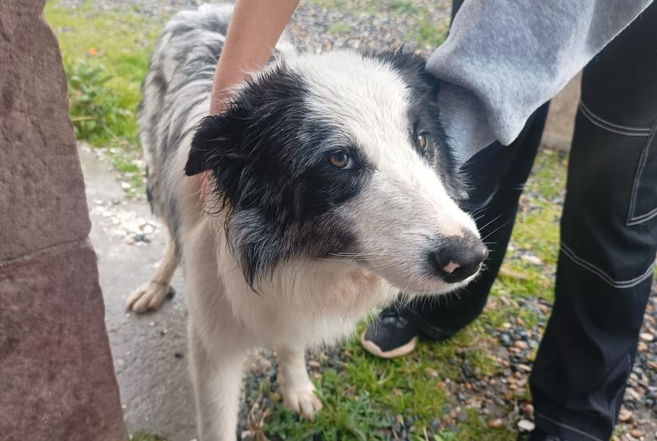 Alerte Découverte Chien  Mâle Ossès France