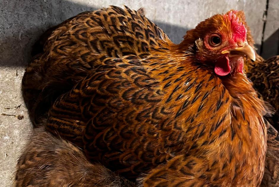 Avviso scomparsa Altro poule Femmina Les Sables-d'Olonne Francia