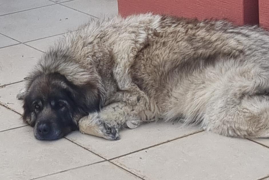 Avviso scomparsa Cane  Femmina , 9 anni Benisa Spagna