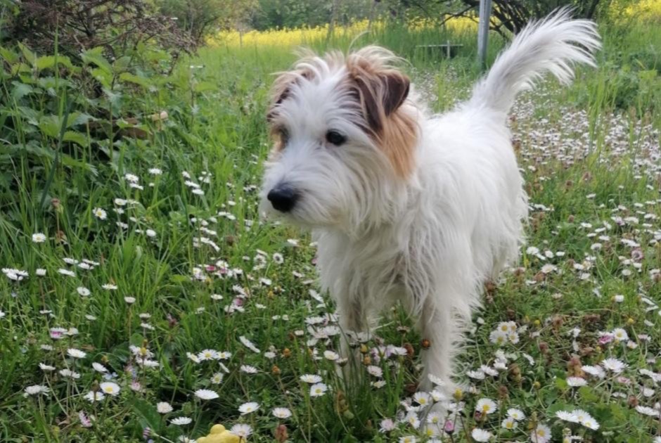 Avviso scomparsa Cane  Maschio , 10 anni Ville-la-Grand Francia