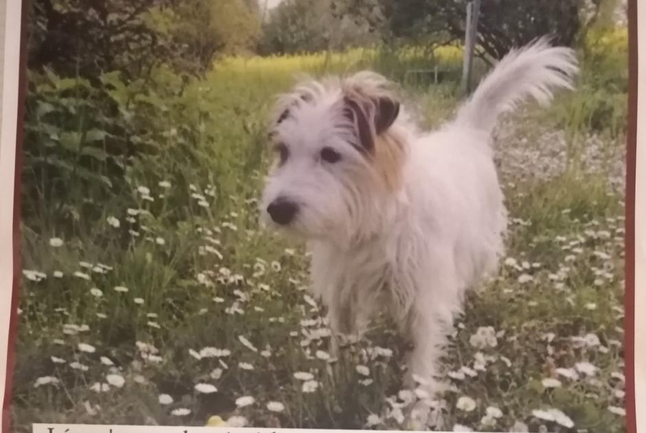 Avviso scomparsa Cane  Maschio , 10 anni Chêne-Bourg Svizzera