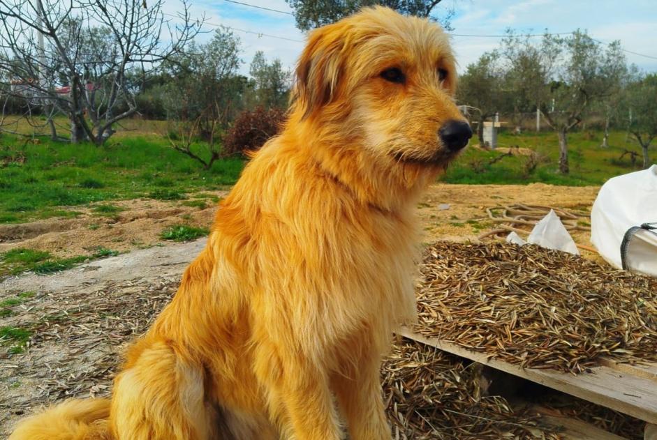 Avviso scomparsa Cane Maschio , 1 anni Mata Portogallo