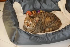 Avviso scomparsa Gatto  Femmina , 8 anni Faches-Thumesnil Francia