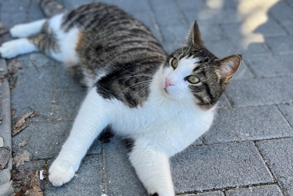 Avviso scomparsa Gatto incrocio di razze Maschio , 5 anni Crans-Montana Svizzera