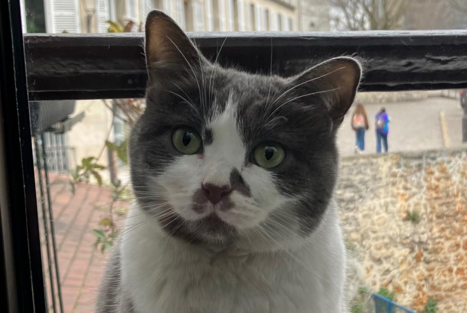 Avviso scomparsa Gatto Femmina , 6 anni Jávea Spagna