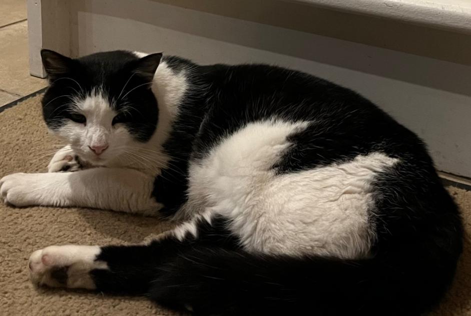 Avviso scomparsa Gatto Maschio , 4 anni Evionnaz Svizzera