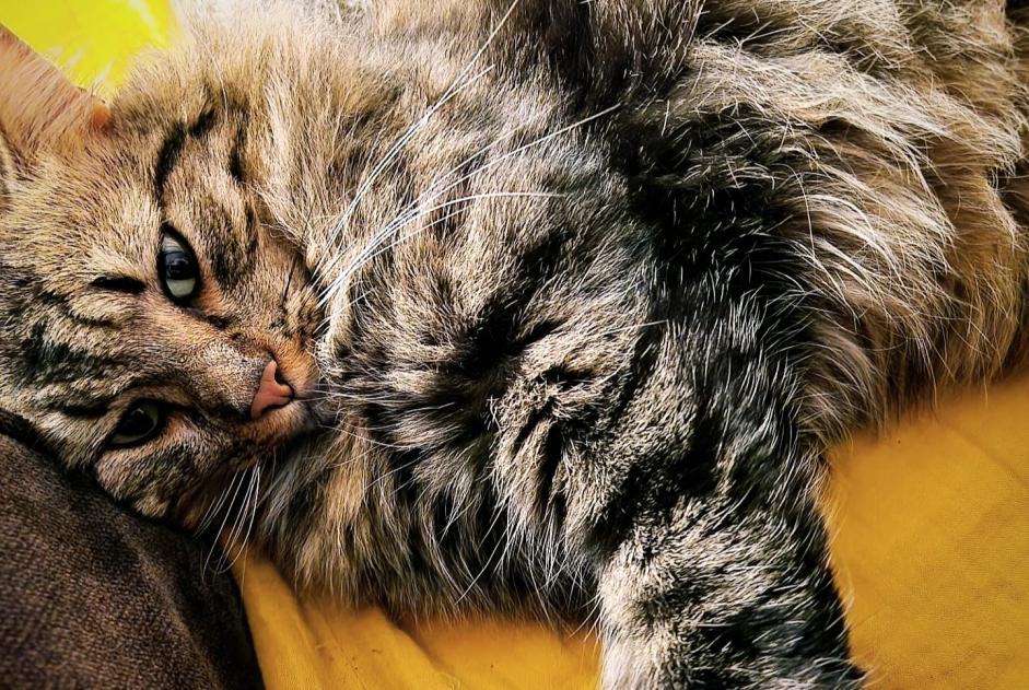 Avviso scomparsa Gatto incrocio di razze Maschio , 2 anni Ajaccio Francia