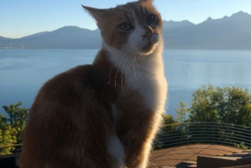 Avviso scomparsa Gatto Maschio , 8 anni Glion Svizzera