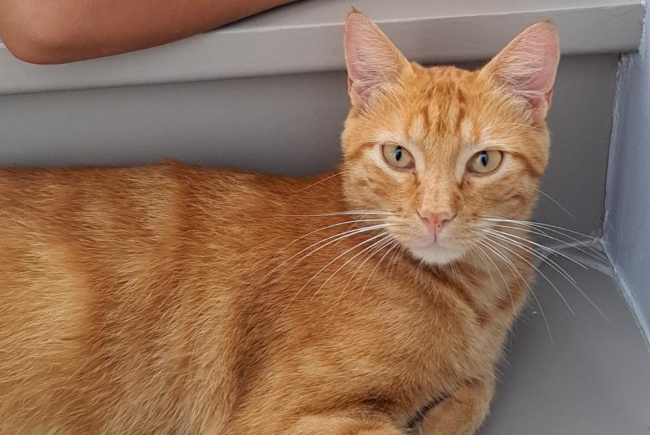 Avviso scomparsa Gatto incrocio di razze Maschio , 2 anni La Tour-de-Salvagny Francia