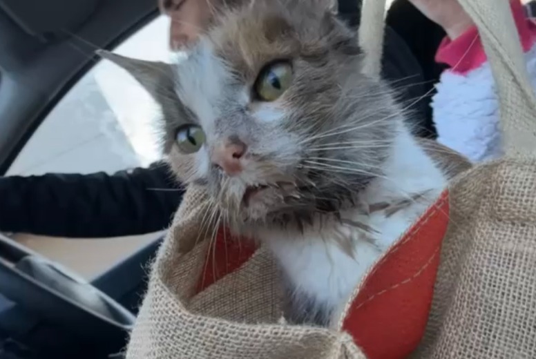 Avviso Ritrovamento Gatto Femmina , Tra 4 e 6 mesi Bretteville-sur-Odon Francia