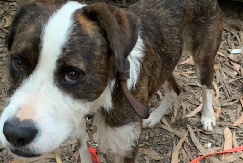 Ontdekkingsalarm Hond Mannetje Villeneuve-Minervois Frankrijk