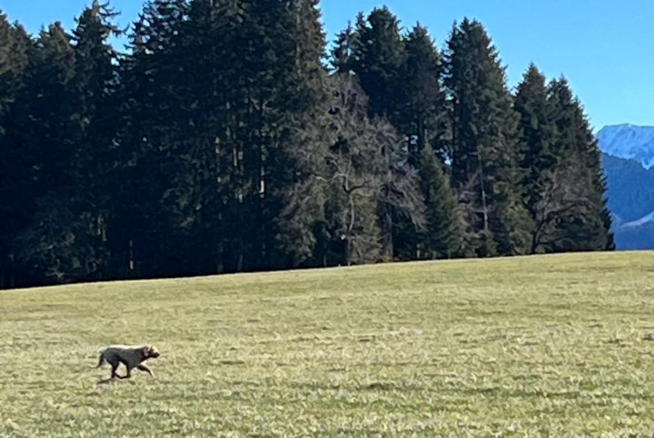 Ontdekkingsalarm Hond Onbekend Riaz Zwitserland