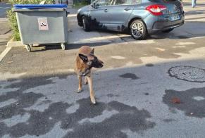 Ontdekkingsalarm Hond  Mannetje Nîmes Frankrijk