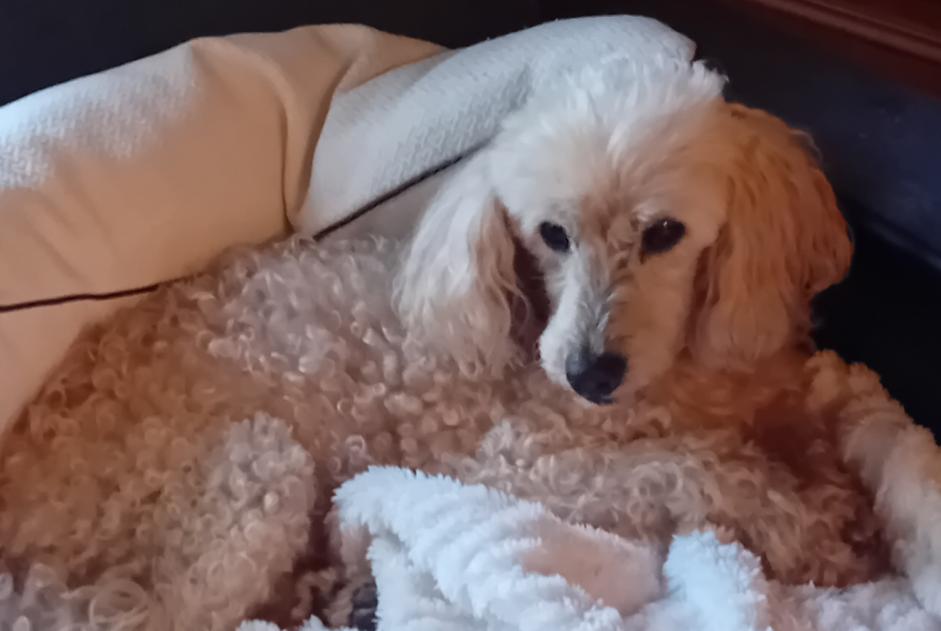 Verdwijningsalarm Hond  Mannetje , 15 jaar Garigny Frankrijk