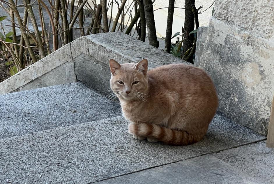 Ontdekkingsalarm Kat Mannetje Delémont Zwitserland