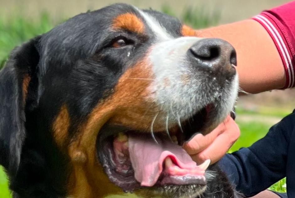 Alerta desaparecimento Cão  Macho , 8 anos Saint-Germain-des-Prés France