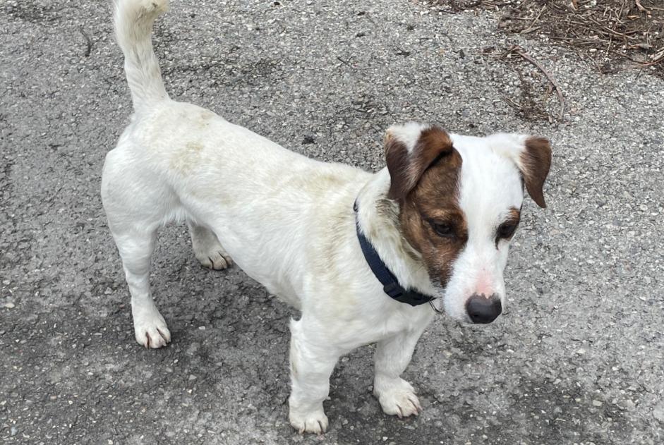 Alerta descoberta Cão  Macho Entraigues-sur-la-Sorgue France