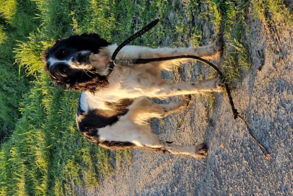 Alerta descoberta Cão  Desconhecido Restigné France