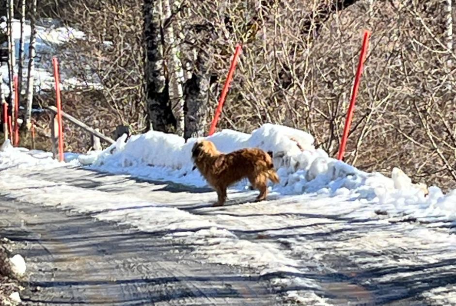 Alerta descoberta Cão Desconhecido Arbaz Switzerland