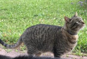 Alerta desaparecimento Gato cruzamento Macho , 11 anos Cottens Switzerland