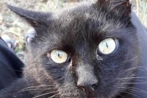 Alerta desaparecimento Gato Macho , 14 anos La Devise France