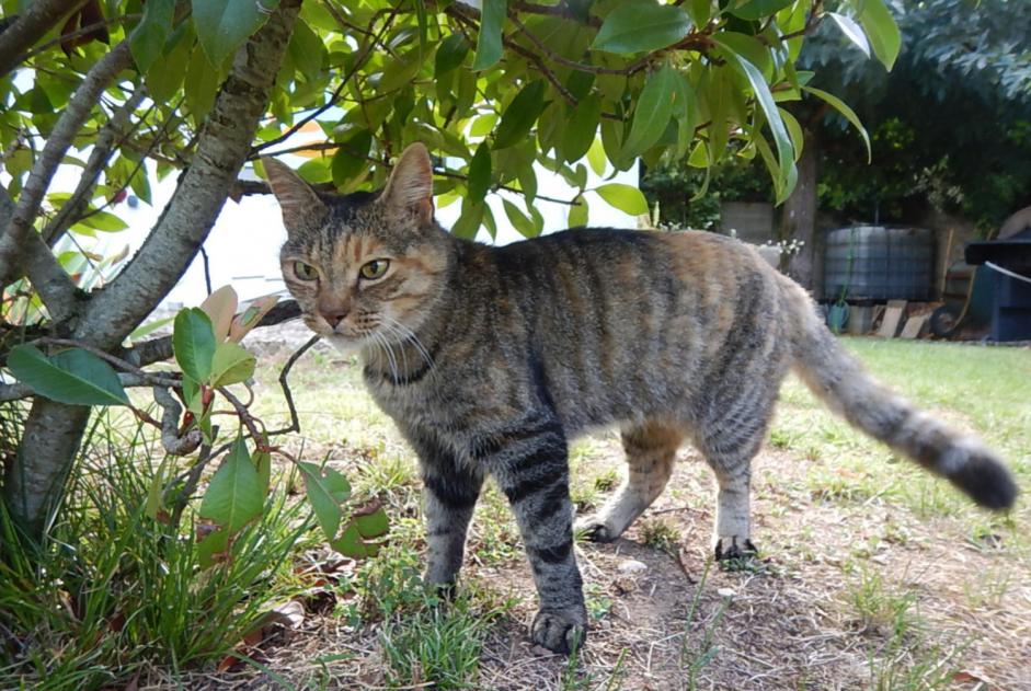 Alerta desaparecimento Gato  Fêmea , 17 anos Lagnieu France