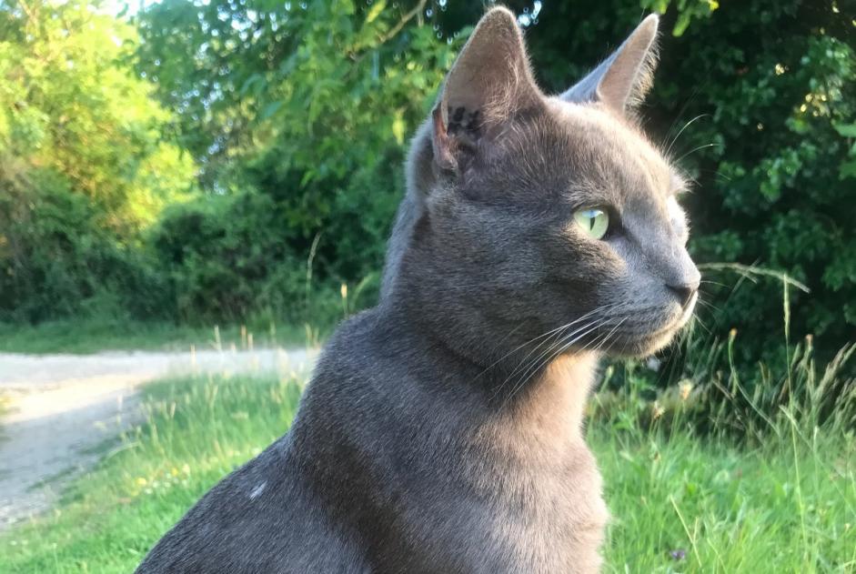 Alerta desaparecimento Gato  Macho , 6 anos Beaumont Saint-Cyr France