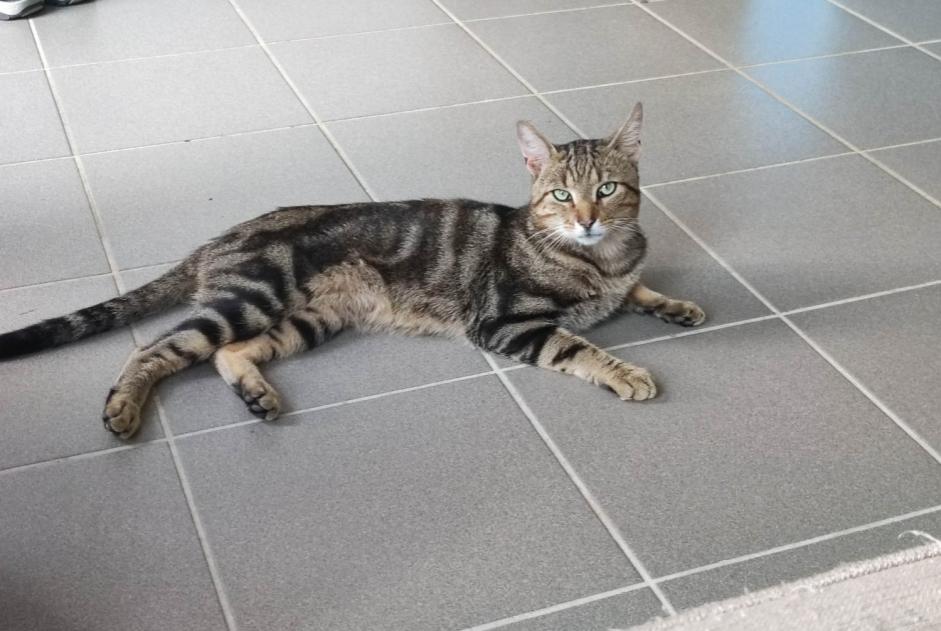 Alerta desaparecimento Gato Macho , 3 anos Bully-les-Mines France