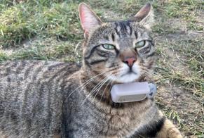 Alerta descoberta Gato Desconhecido Wien Austria