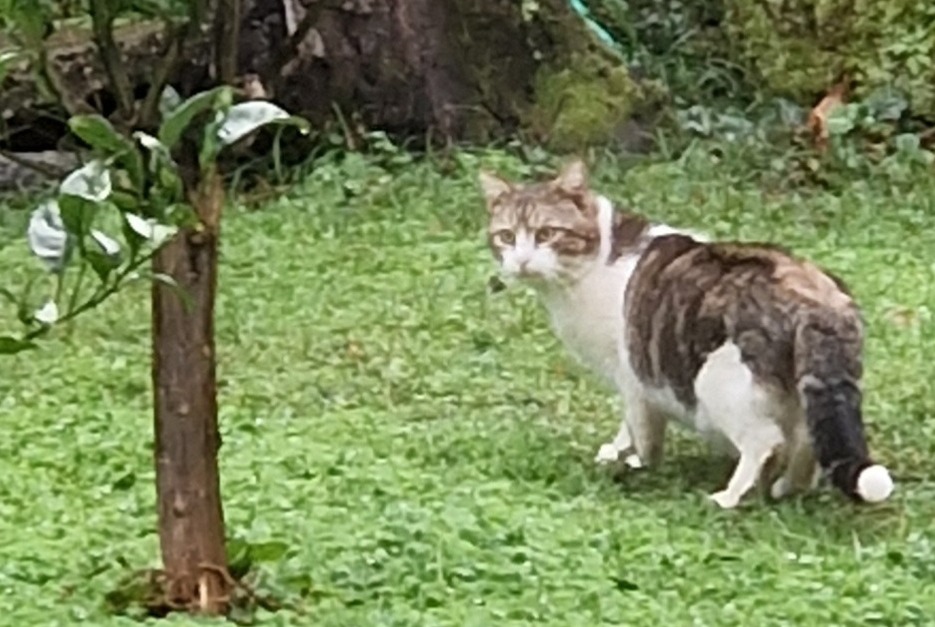 Alerta descoberta Gato Desconhecido Sisco France